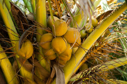 Health Benefits of Coconut Oil